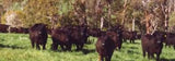 PER KG (20) DYNA FORAGE SORGHUM DYNA-DAN AWAKEN THIRAM