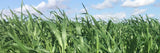 NUDAN FORAGE SORGHUM 20KG THIRAM TREATED (EQ: CENTAUR) 33100064