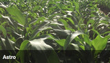 BARENBRUG SORGHUM ASTRO FORAGE THIRAM FILMCOAT PER KG 100674234