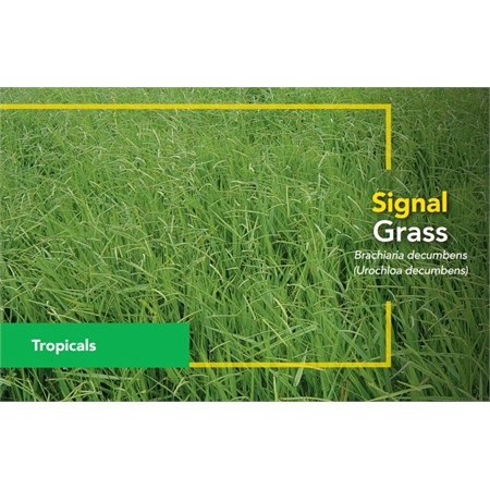 BARENBRUG BRACHIARIA SIGNAL GRASS SEED BARE (SPR) PER KG 161003