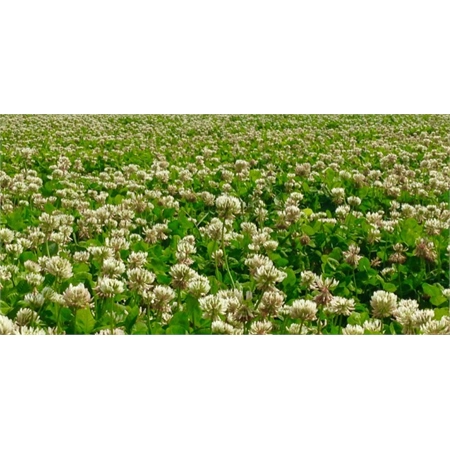 BARENBRUG CLOVER WHITE HAIFA BARE SEED PER KG 171010