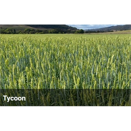 BARENBRUG FORAGE BARLEY TYCOON PER KG (25) 31100034