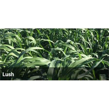 BARENBRUG FORAGE SORGHUM LUSH PER KG 33100033