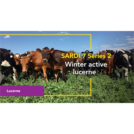 BARENBRUG LUCERNE SARDI 7 COATED TROPICAL (WINTER ACTIVE 7/10) PER KG