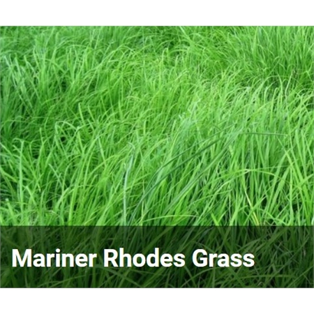 BARENBRUG MARINER RHODES GRASS SEED (SPR) PER KG 300052