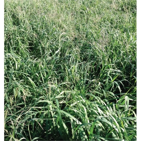 BARENBRUG MEGAMAX PANIC MIX 10% GATTON - 90% 059 PANIC PER KG 22190064
