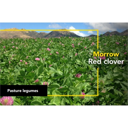 BARENBRUG NZ RED CLOVER AGRICOTE (25) PER KG 11103013