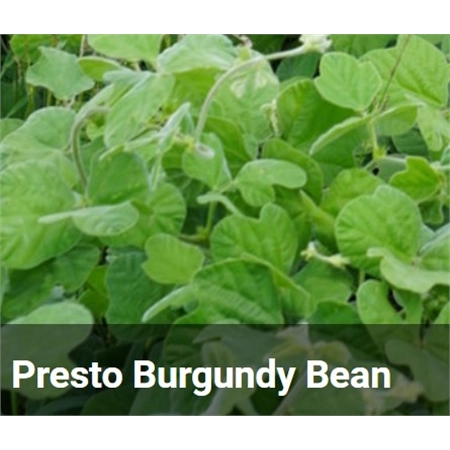 BARENBRUG PRESTO BURGUNDY BEAN SEED TROPICAL (SPR LEGUME) PER KG