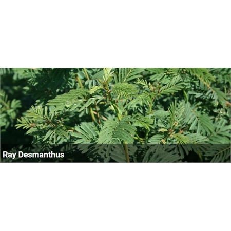 BARENBRUG RAY DESMANTHUS PER KG 21101240