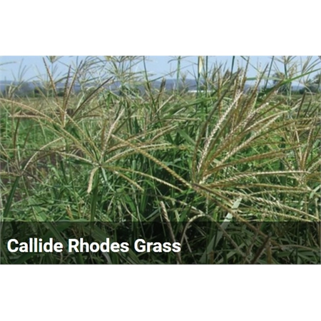 BARENBRUG RHODES GRASS CALLIDE COATED SEED (SPR) PER KG 20100013