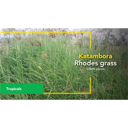 BARENBRUG RHODES GRASS KATAMBORA COATED SEED PER KG (SPR) 20100033