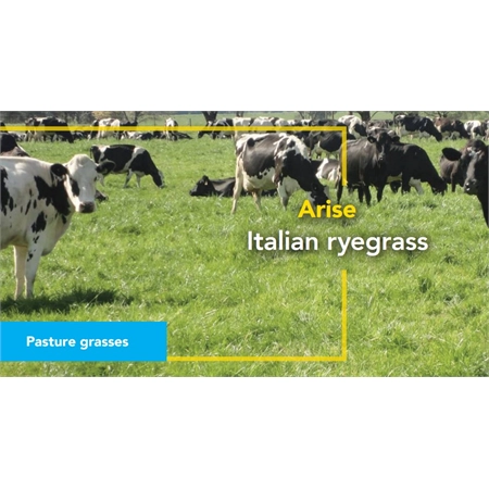 BARENBRUG RYEGRASS TETRAPLOID ITALIAN ARISE ASTON REPLACEMENT PER KG