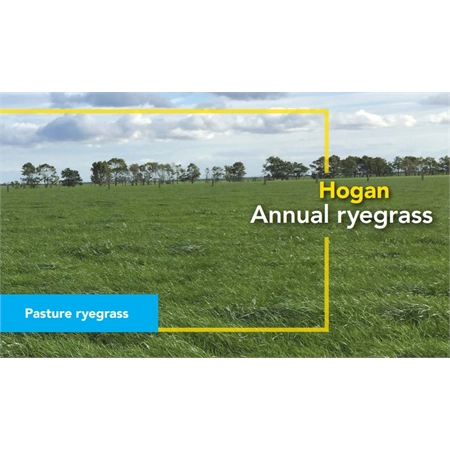 BARENBRUG RYEGRASS UNCOATED HOGAN SEED PER KG 10100063