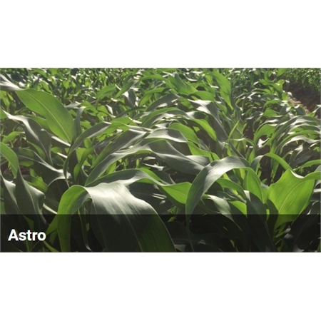 BARENBRUG SORGHUM ASTRO FORAGE THIRAM FILMCOAT PER KG 100674234