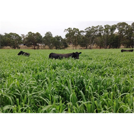 BARENBRUG SORGHUM FORAGE BLACK AND GOLD COVER & FORAGE PER KG 33100083