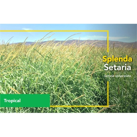 BARENBRUG SPLENDA SETARIA SEED COATED TROPICAL (25) PER KG 20104043