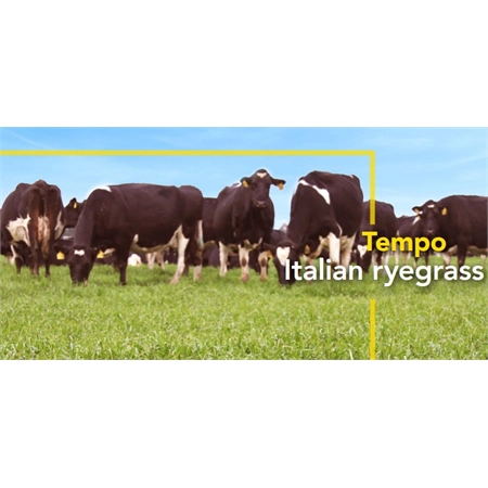 BARENBRUG TEMPO ITALIAN RYEGRASS SEED PER KG 10201061