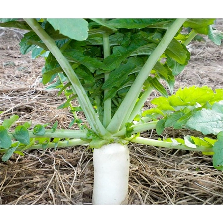 BARENBRUG TILLAGE RADISH (20) PER KG 32203042