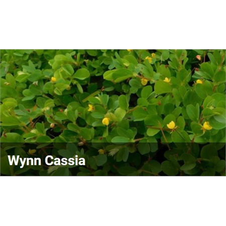 BARENBRUG WYNN CASSIA SEED COATED TROPICAL (SPR LEGUME) PER KG