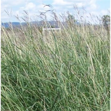 DLF OR BARENBRUG CREEPING BLUEGRASS BISSET A/COTE PER KG 9098744