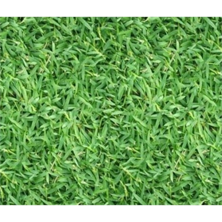 DLF OR BARENBRUG LAWN CARPET GRASS SEED COATED PER KG 160830