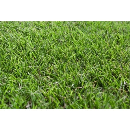 DLF OR BARENBRUG UNHULLED COUCH SEED PER KG 82100063