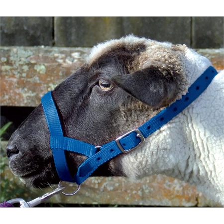 HALTER SHEEP SMALL BLUE WEBBING SHOOF 210630
