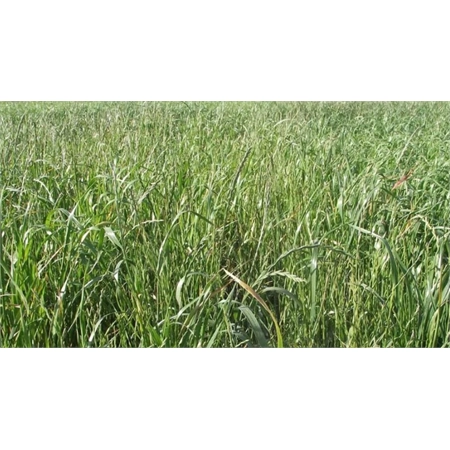 PER KG AUSTRALIAN TETILA RYEGRASS 10200092