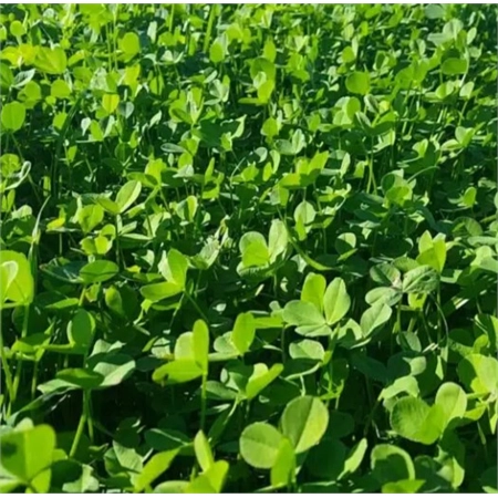 PER KG CLOVER PERSIAN SHAFTAL COATED SEEDFORCE PERSNDUC