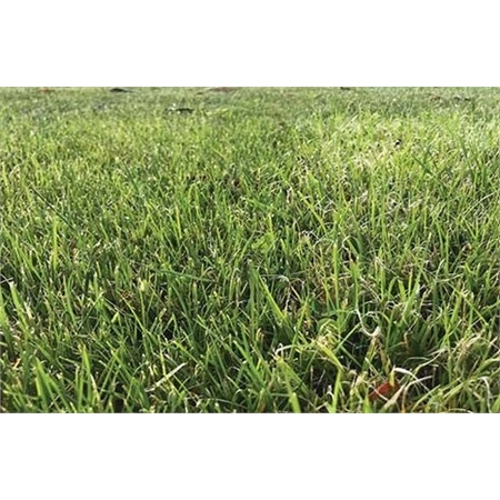 PER KG DYNA PEREN RYEGRASS ROPER (25) 55190225