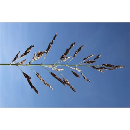 PER KG FORAGE SORGHUM SILK SEED