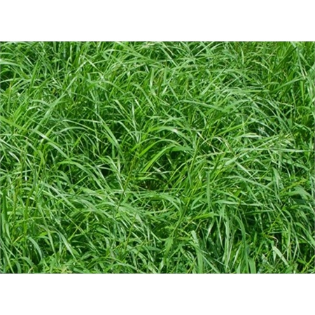 PER KG JIVET ANNUAL RYEGRASS UNCOATED (25) DLF SEEDS 5709674599340