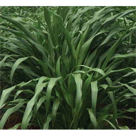 PER KG PEARLER MILLET SEED HYBRID (20) HERITAGESEEDS 181333