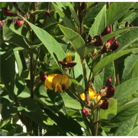 PER KG PIGEON PEA SEED DEACON SEED 9797465