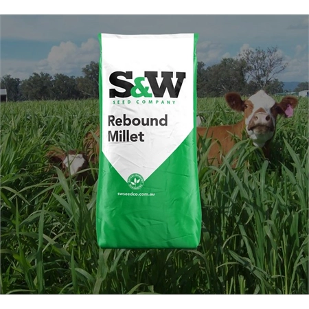 PER KG REBOUND FORAGE MILLET DLF (25) S&W 300149