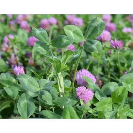 PER KG RED CLOVER USA 1G SE/KS (25) DLF SEEDS USR1YK25