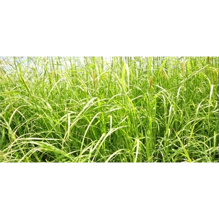 PER KG RHODES GRASS RECLAIMER COATED SEED (20KG) AUSWEST RCM1B20