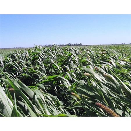 PER KG SIBERIAN MILLET SEED (SPR) 9443478 (20KG)