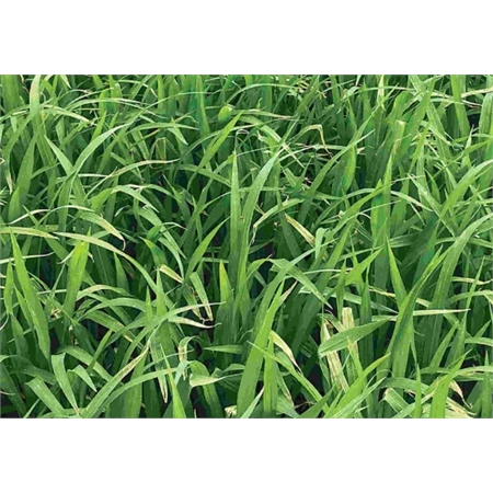 PER KG SIBERIAN MILLET S&W SEED 100737636