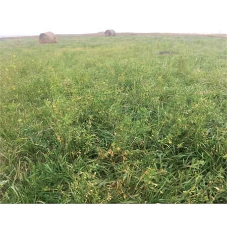 PER KG TOM GRADY REGENERATION MIX 60% GRASS 40% LEGUME 99947471