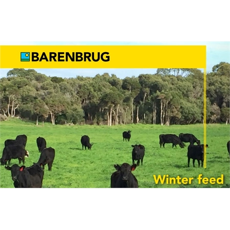 PER KG TOM GRADY WINTER COVER CROP MIX (25) SELECTED SEEDS 100143