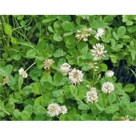 PER KG WHITE CLOVER HAIFA S/C (25) UPPER MURRAY SEEDS HAIWHICOT