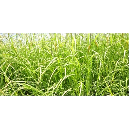 RHODES GRASS RECLAIMER COATED SEED PER KG (20KG) AUSWEST RCM1B20
